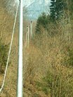lineemt